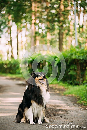 Scottish Rough Long-Haired Collie Lassie Adult Dog Sitting On Park Alley Stock Photo