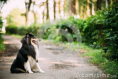 Scottish Rough Long-Haired Collie Lassie Adult Dog Sitting On Park Alley Stock Photo