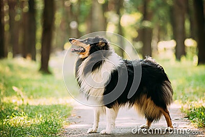 Scottish Rough Long-Haired Collie Lassie Adult Dog Sitting On Park Stock Photo