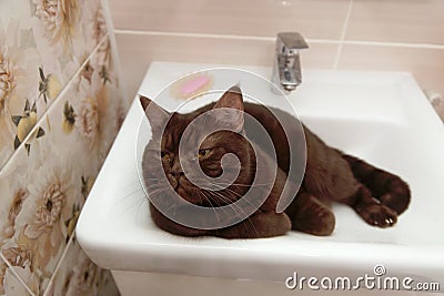 Scottish-Straight brown chocolate cat lies in the bowl of the washbasin. Stock Photo