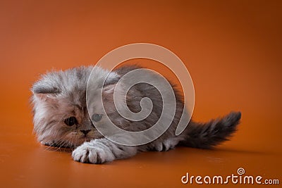 Scottish Straight long hair kitten lying on orange background Stock Photo