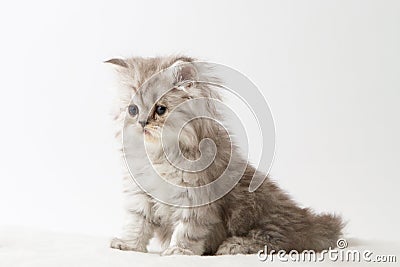 Scottish Straight long hair kitten sitting on white background Stock Photo