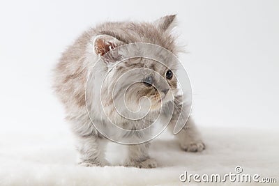 Scottish Straight long hair kitten staying four legs Stock Photo