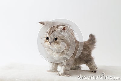 Scottish Straight long hair kitten staying four legs Stock Photo