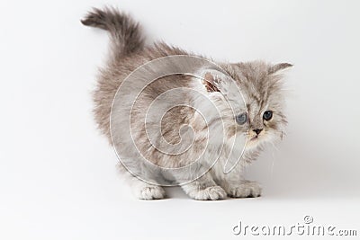 Scottish Straight long hair kitten staying four legs Stock Photo