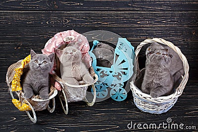 Scottish straight and scottish fold kittens. Five kittens in scenery Stock Photo