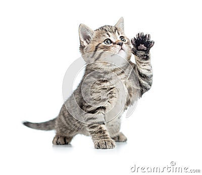 Scottish tabby kitten gives paw and looking up Stock Photo