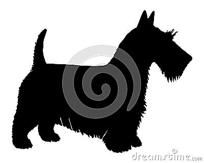 Scottish Terrier Vector Illustration