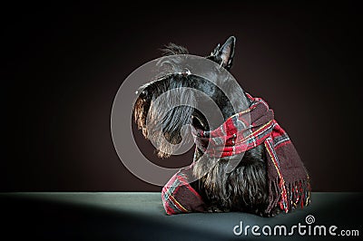 Scottish terrier Stock Photo