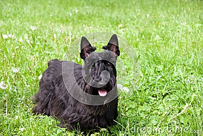 Scottish terrier Stock Photo