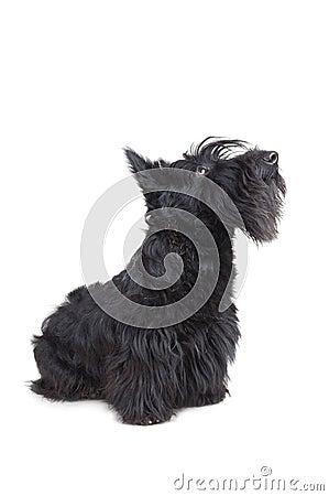 Scottish terrier Stock Photo