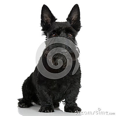 Scottish Terrier (9 years) Stock Photo