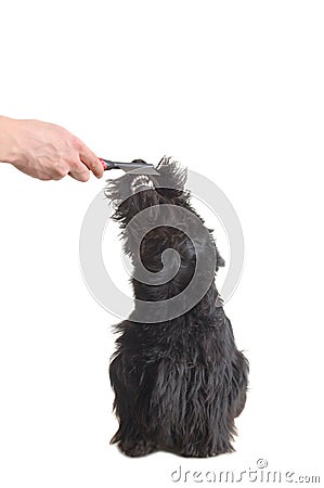 Scottish terrier Stock Photo