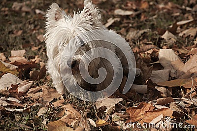 Scottish terrier closeup Stock Photo