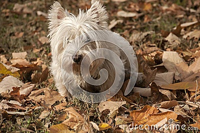 Scottish terrier closeup Stock Photo