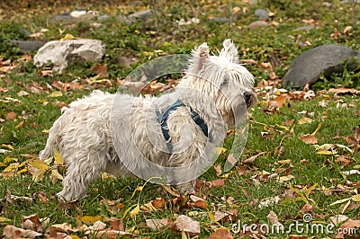 Scottish terrier closeup Stock Photo