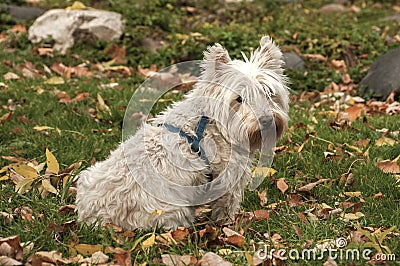 Scottish terrier closeup Stock Photo