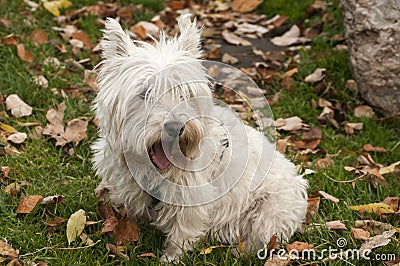 Scottish terrier closeup Stock Photo