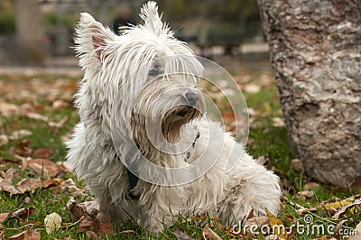 Scottish terrier closeup Stock Photo