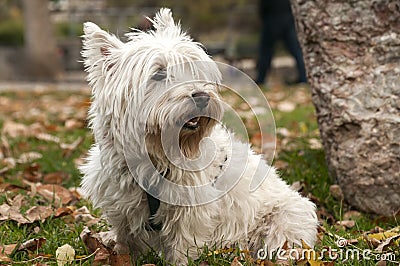 Scottish terrier closeup Stock Photo