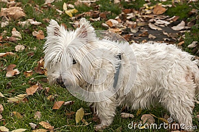 Scottish terrier closeup Stock Photo