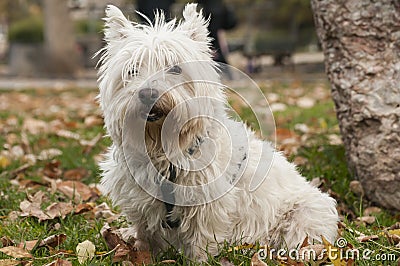 Scottish terrier closeup Stock Photo