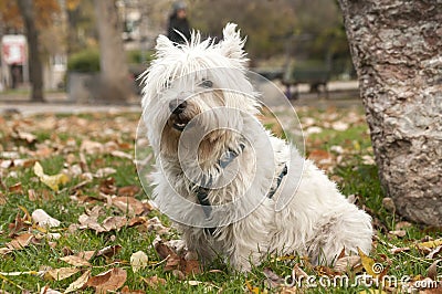 Scottish terrier closeup Stock Photo