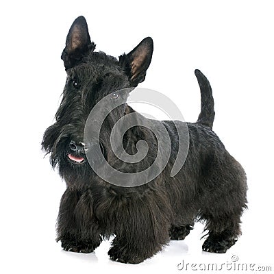 Scottish Terrier Stock Photo