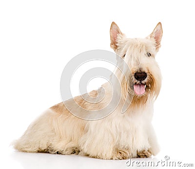 Scottish Terrier isolated on white background Stock Photo