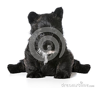 Scottish terrier puppy sitting Stock Photo