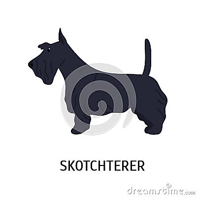 Scottish Terrier or Scottie. Adorable small dog of hunting breed, side view. Cute lovely little purebred pet animal Vector Illustration