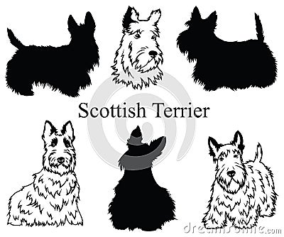 Scottish terrier set. Collection of pedigree dogs. Black white illustration of a scottish terrier dog. Vector drawing of Vector Illustration