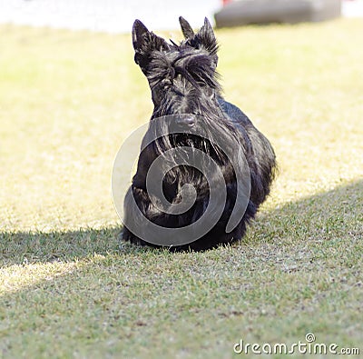 Scottish Terrier Stock Photo