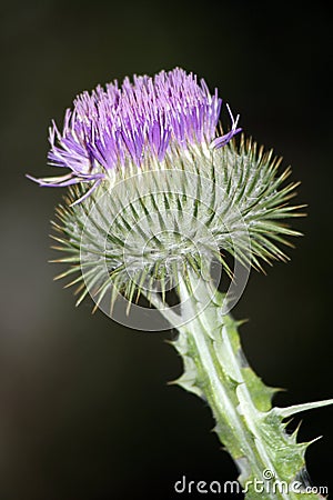 Scottish Thistle Stock Photo