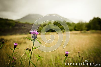 Scottish thistle Stock Photo