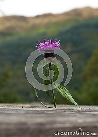 Scottish Thistle Stock Photo