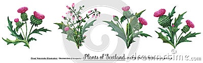 Scottish wild plants boutonniere, thistle bouquet Stock Photo