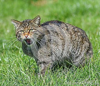 The Scottish wildcat Felis silvestris silvestris Stock Photo
