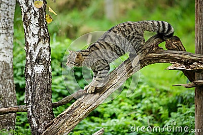 The Scottish wildcat or Highlands tiger up a tree Stock Photo