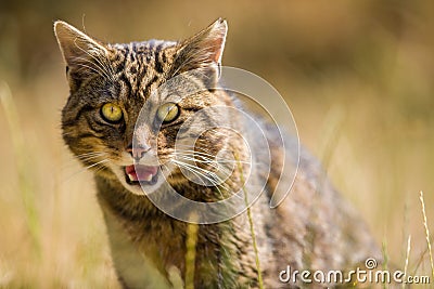 Scottish Wildcat Stock Photo