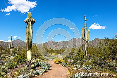 Scottsdale Arizona Desert Trail in McDowell Mountains Stock Photo