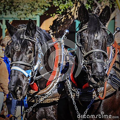 Close-up of a team of horses pulling a farm wagon in the Scottsdale Parada Del Sol which is advertised as the worldâ€™s largest Editorial Stock Photo
