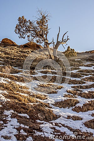 A scraggly cedar on the north face of a ridge along the Kokopelli Trail. Stock Photo