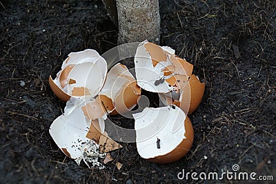 Scrap eggs was abandoned at black soil close to tree for fertilizer, compost make tree better growth Stock Photo