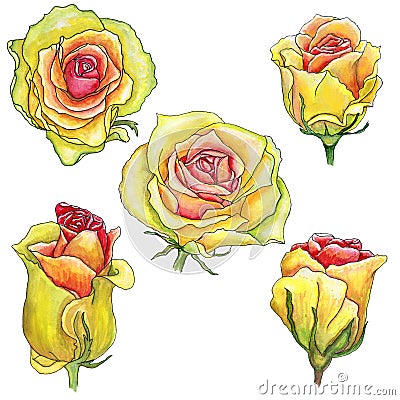 Scrap set of yellow pink watercolor roses with a stroke isolate Stock Photo