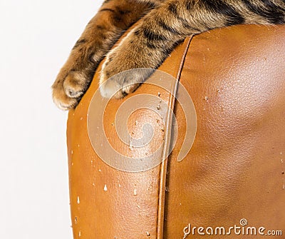 Scratches from cat claws on leather furniture. Cat`s paws close- Stock Photo