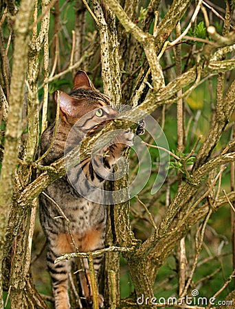 Scratching Bark Stock Photo