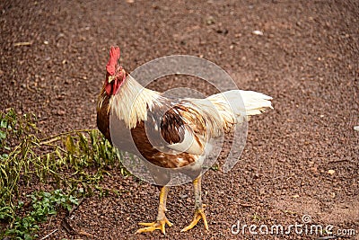 Feral Cockerel Stock Photo