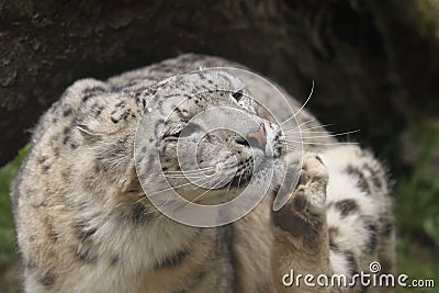 Scratching snow leopard Stock Photo