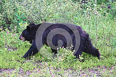 A scrawny black bear tormented by insects Stock Photo